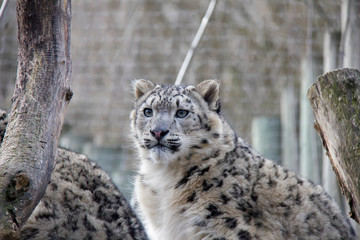 Looking snow leopard cub.