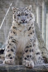 Portrait of snow leopard cub.