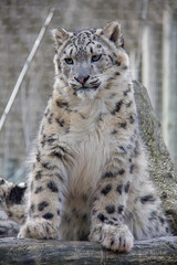 Sitting snow leopard cub.