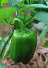 One Ripe Green pepper and Hanging on a branch in a greenhouse. Close up view from side.