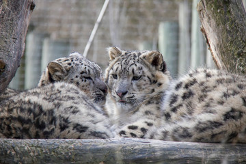 Resting snow leopard cubs.