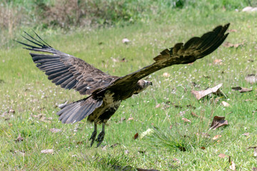 Lappet-faced vulture (Torgos tracheliotus) ,Gambia - West Africa 