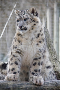 1 465 Best Snow Leopard Cub Images Stock Photos Vectors Adobe Stock [ 360 x 240 Pixel ]