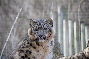 Young snow leopard. 