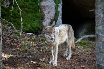 Lonely wolf. Srni, Czech Republic