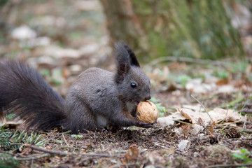 Naklejka na ściany i meble Black squirrel with a nut. Czech Republic