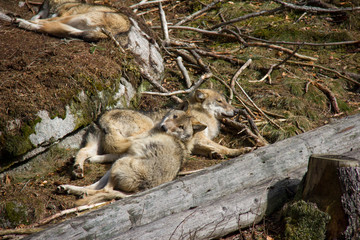 Resting pack of wolves. Srni, Czech Republic
