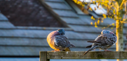 pair of wood doves sitting together and preening their feathers, common birds of europe