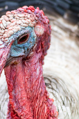 Truthahn Puter mit farbenreichem Kopf in rot und blau schaut mürrisch in die Kamera für ein widerwilliges Portrait