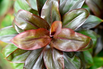 Close-up tropical green plants in the Philippines