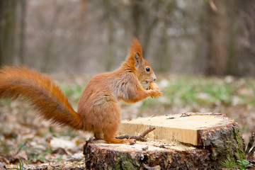 Red squirrel posing on a stump. Czech Republic