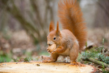 Red squirrel with a nut on a stump. Czech Republic