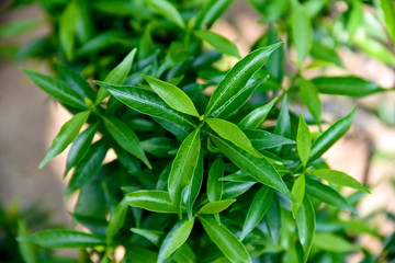 Close-up tropical green plants in the Philippines