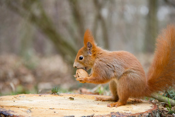Fototapeta premium Red squirrel with a nut on a stump. Czech Republic