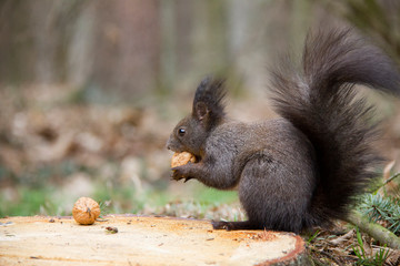 Naklejka na ściany i meble Black squirrel with a nut in forest. Czech Republic