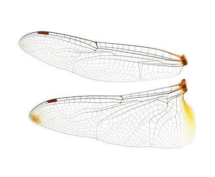 Dragonfly wings on  white background