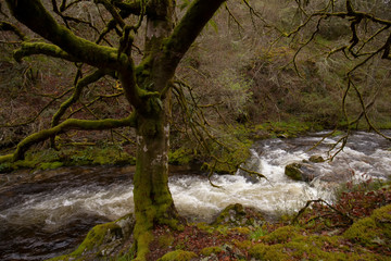 beautiful green forest on background