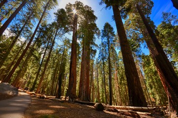 Looking up at sequoia trees in Sequoia National Park