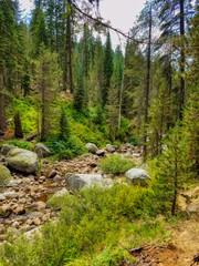 Sequoia trees in Kings Canyon & Sequoia National Park