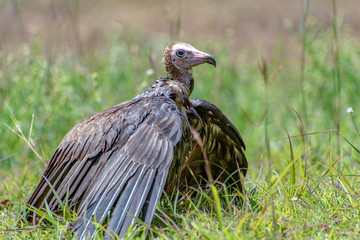 Lappet-faced vulture (Torgos tracheliotus) ,Gambia - West Africa 