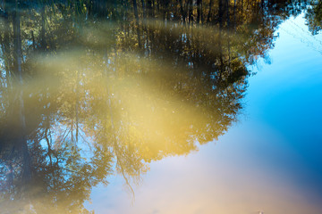 Tree display in a forest lake on a sunny day. Summer landscape. Forest by the river