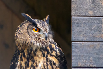 Imposanter Uhu im Portrait schaut skeptisch mit leuchtend-orangen Augen und Federbüschelohren