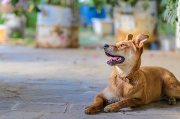 A cute young brown dog looking up isolated from the background