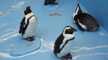 ケープペンギンの日常