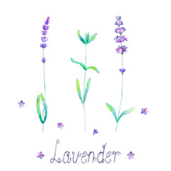 Lavender flowers, leaves plants purple green watercolor set isolated on white background