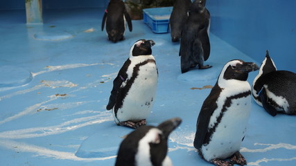 ケープペンギンの日常