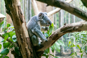 Fototapeta premium Koala frisst Eukalyptusblätter