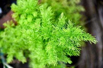 Close-up tropical green plants in the Philippines