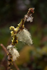 Moss on tree in forest on background,close up
