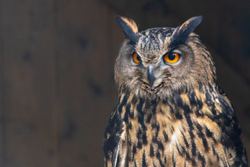 Imposanter Uhu im Portrait schaut skeptisch mit leuchtend-orangen Augen und Federbüschelohren