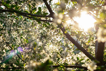 Cherry blossoms in the spring sunshine