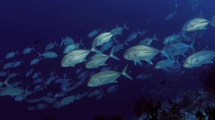 A huge school of Jacks. Big eye Trevally Jack, (Caranx sexfasciatus) Forming a polarized school, bait ball or tornado,Maldives, Indian Ocean, slow motion