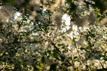 Cherry blossoms in the spring sunshine