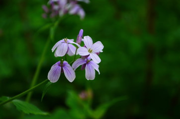 Closeup on beautiful purple gilliflower Hesperis matronalis