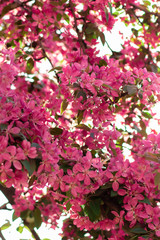 Pink flowers on the apple tree