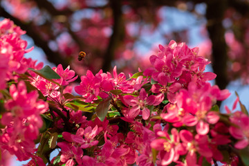 Pink flowers on the apple tree