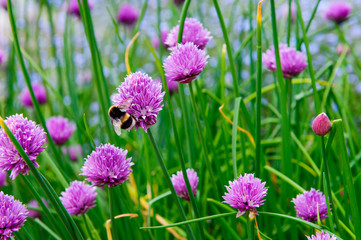Fototapeta premium A pink flower of chives, Allium schoenoprasum