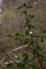 Close up of green holly  plant