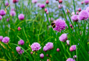 A pink flower of chives, Allium schoenoprasum