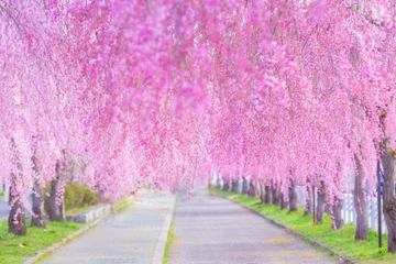 Fototapeten Nicchusen Weinende Kirschblüten (Stadt Kitakata, Präfektur Fukushima) © ladysoulphoto