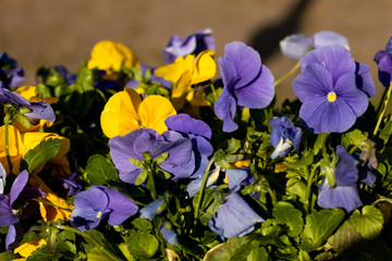 Flowers in the flowerbed Viola