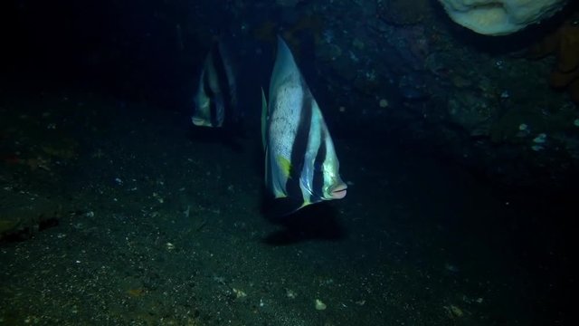 Dusky Batﬁsh - Platax pinnatus. Underwater video. Tulamben, Bali, Indonesia.