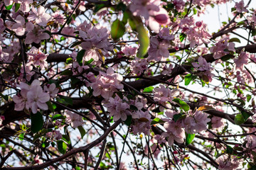 Pink flowers on the apple tree
