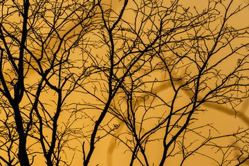 Obraz premium The silhouette of the branches at sunset