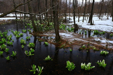 西和賀町　森に咲く水芭蕉