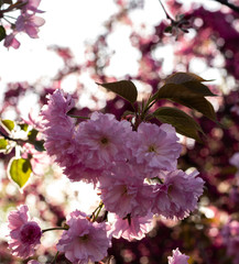 Flowers in the flowerbed sakura
